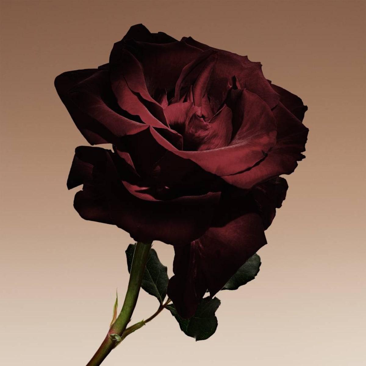 Cuir Nu Eau de Parfum 6