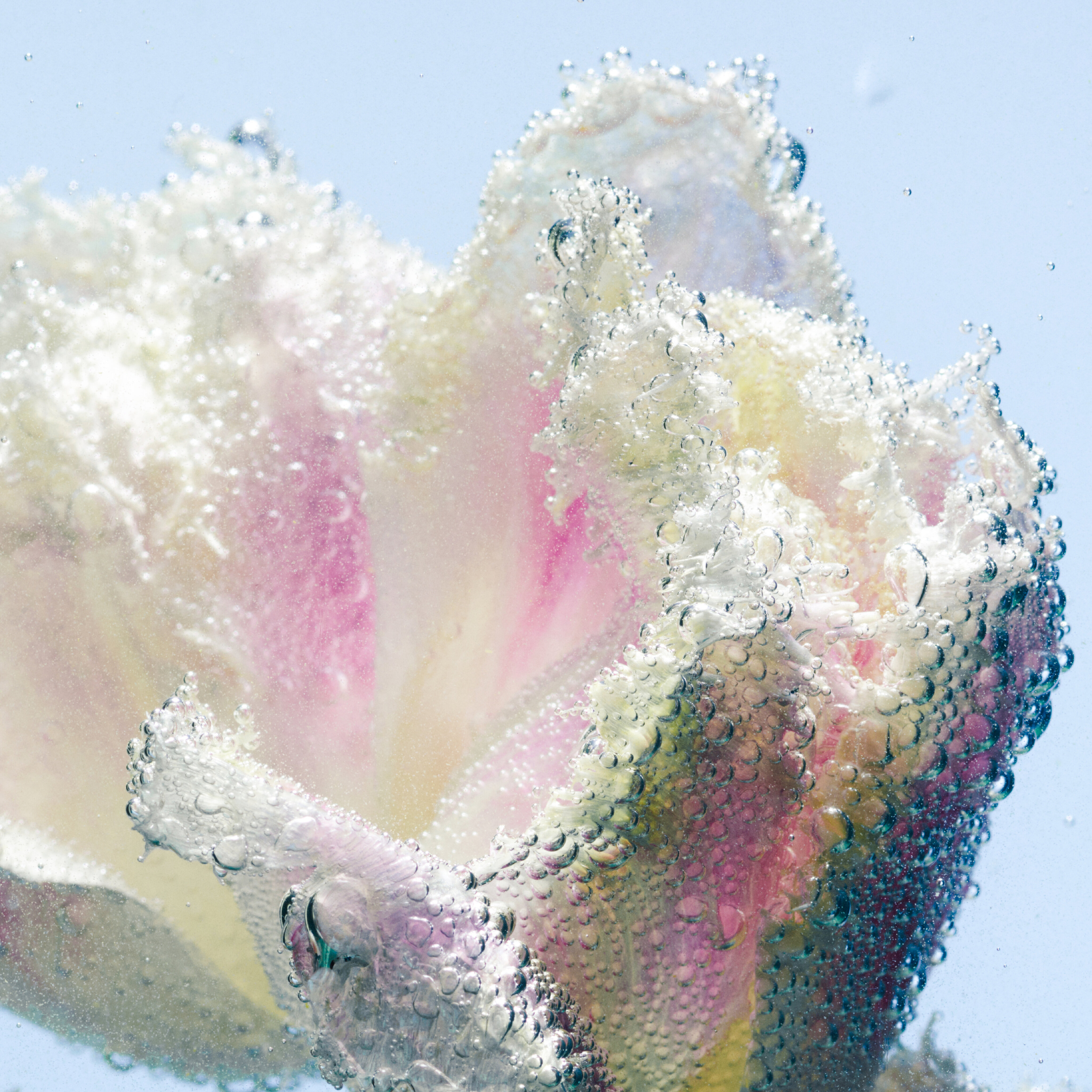 Creme para Mãos Tulipmania 4