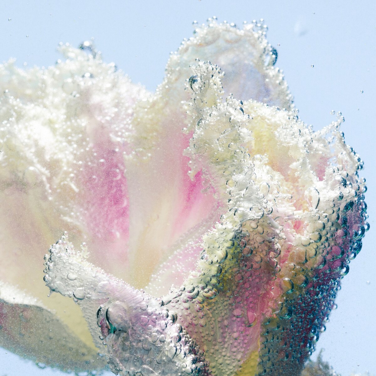 Creme para Mãos Tulipmania 4