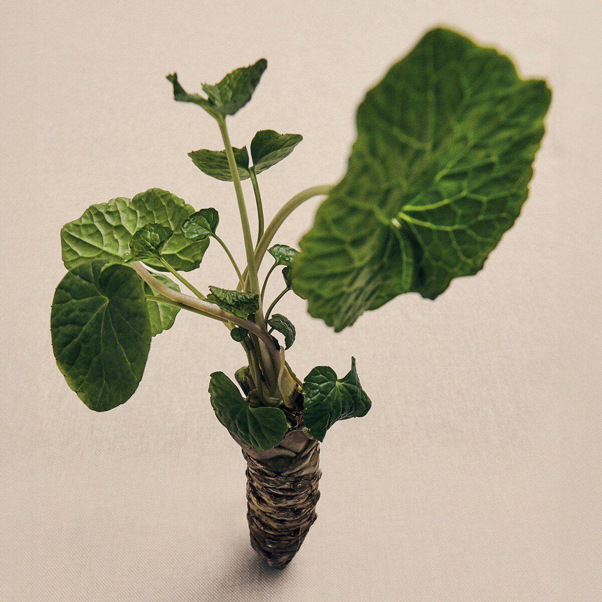 Vela Aromática Wasabi Grande 3