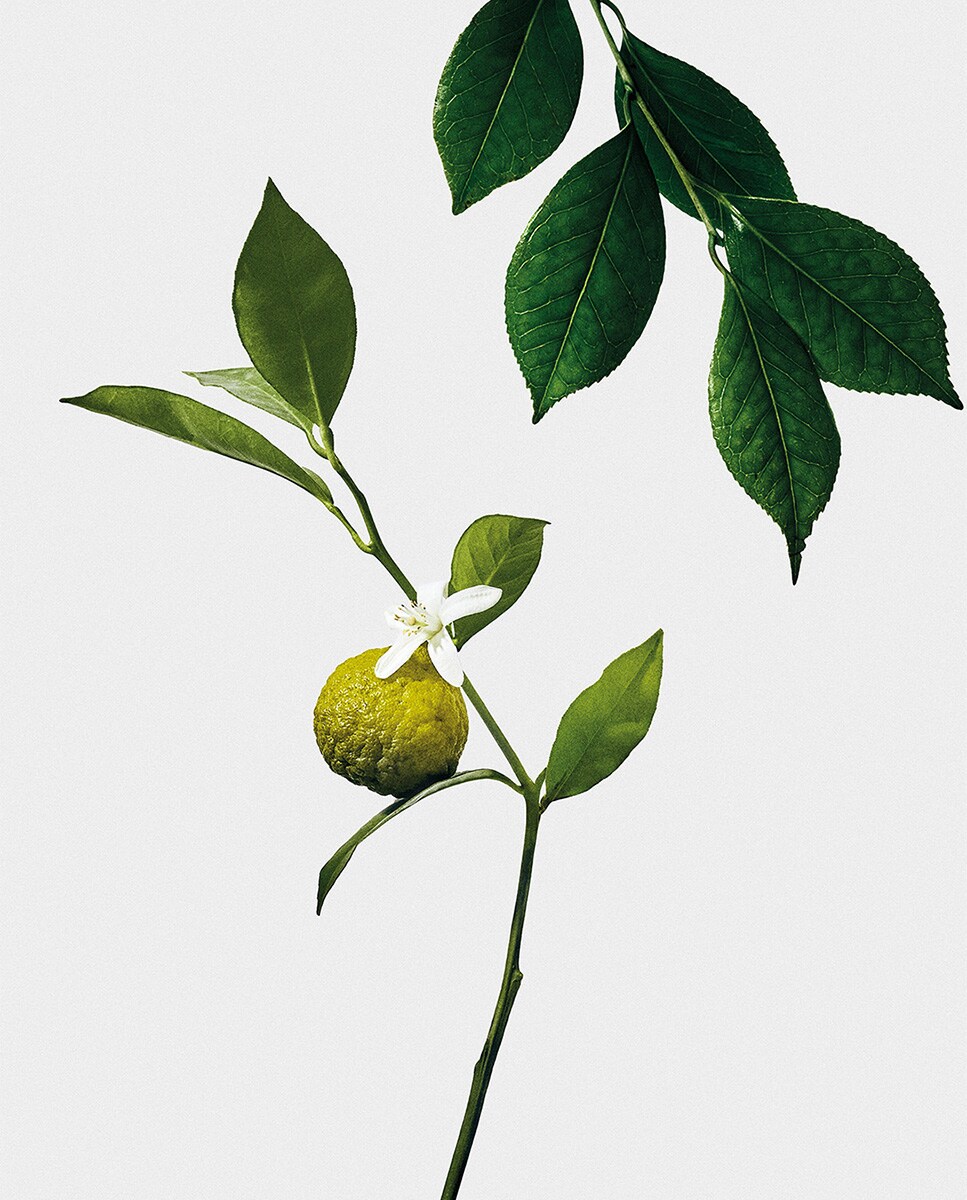 Vela Perfumada Earl Grey Midi 3