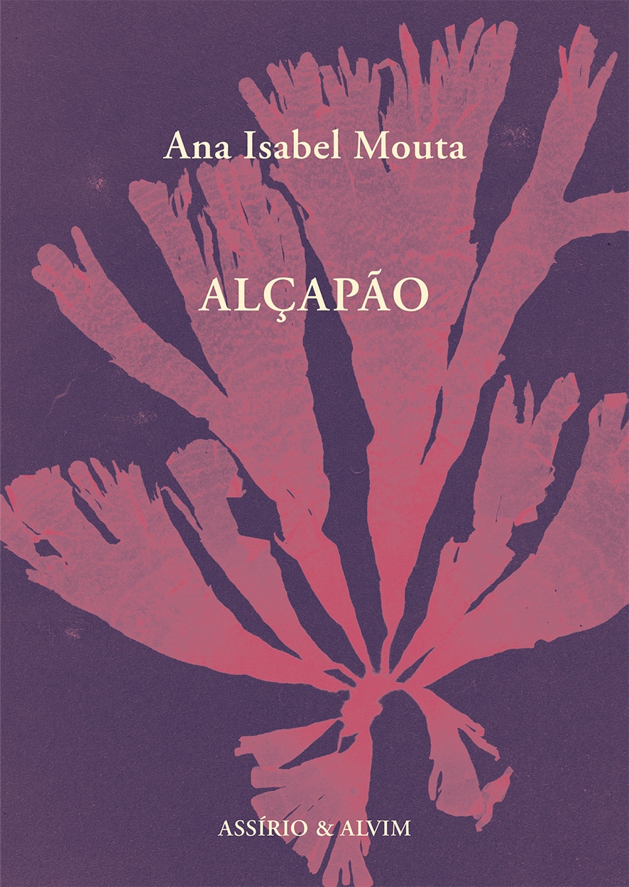 Imagem 0 de Alçapão