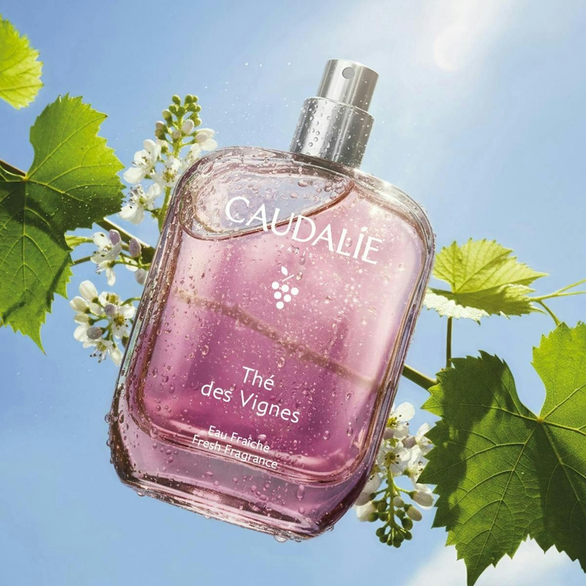 Água Fresca Thé des Vignes 2