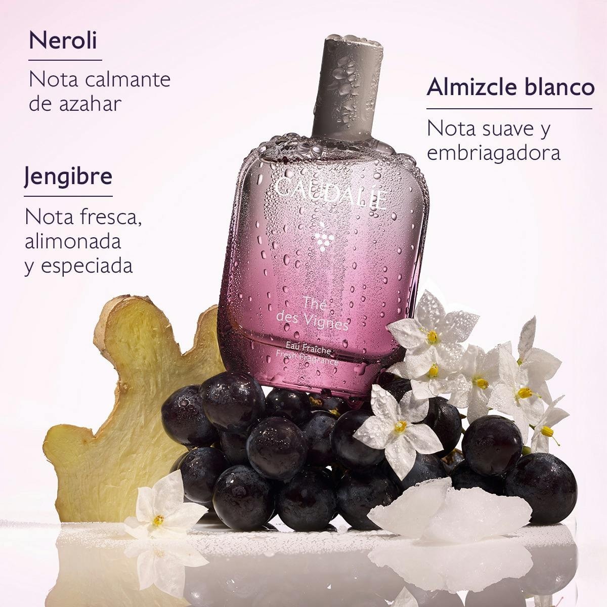 Água Fresca Thé des Vignes 4
