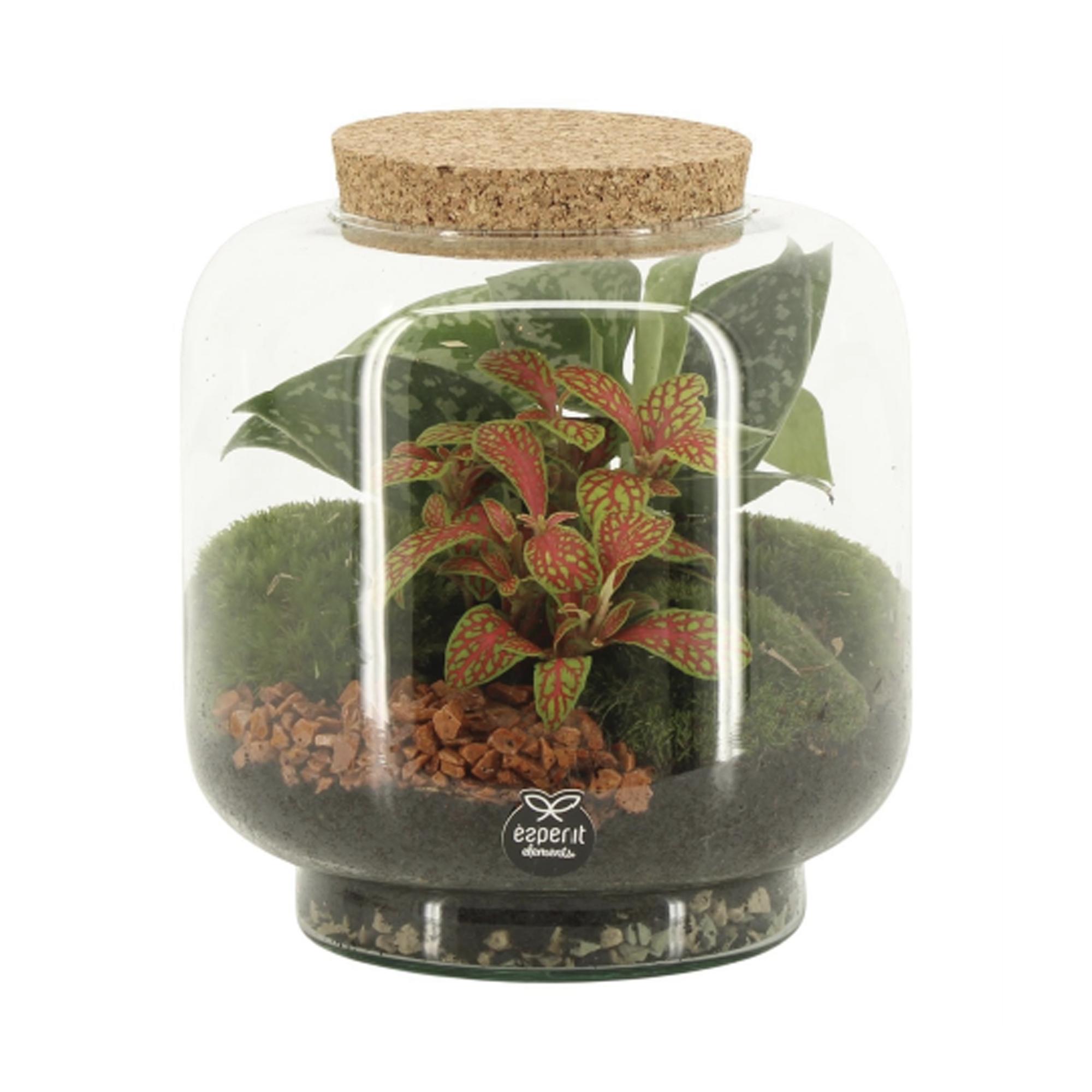 Imagem 0 de Terrário com Planta Verde