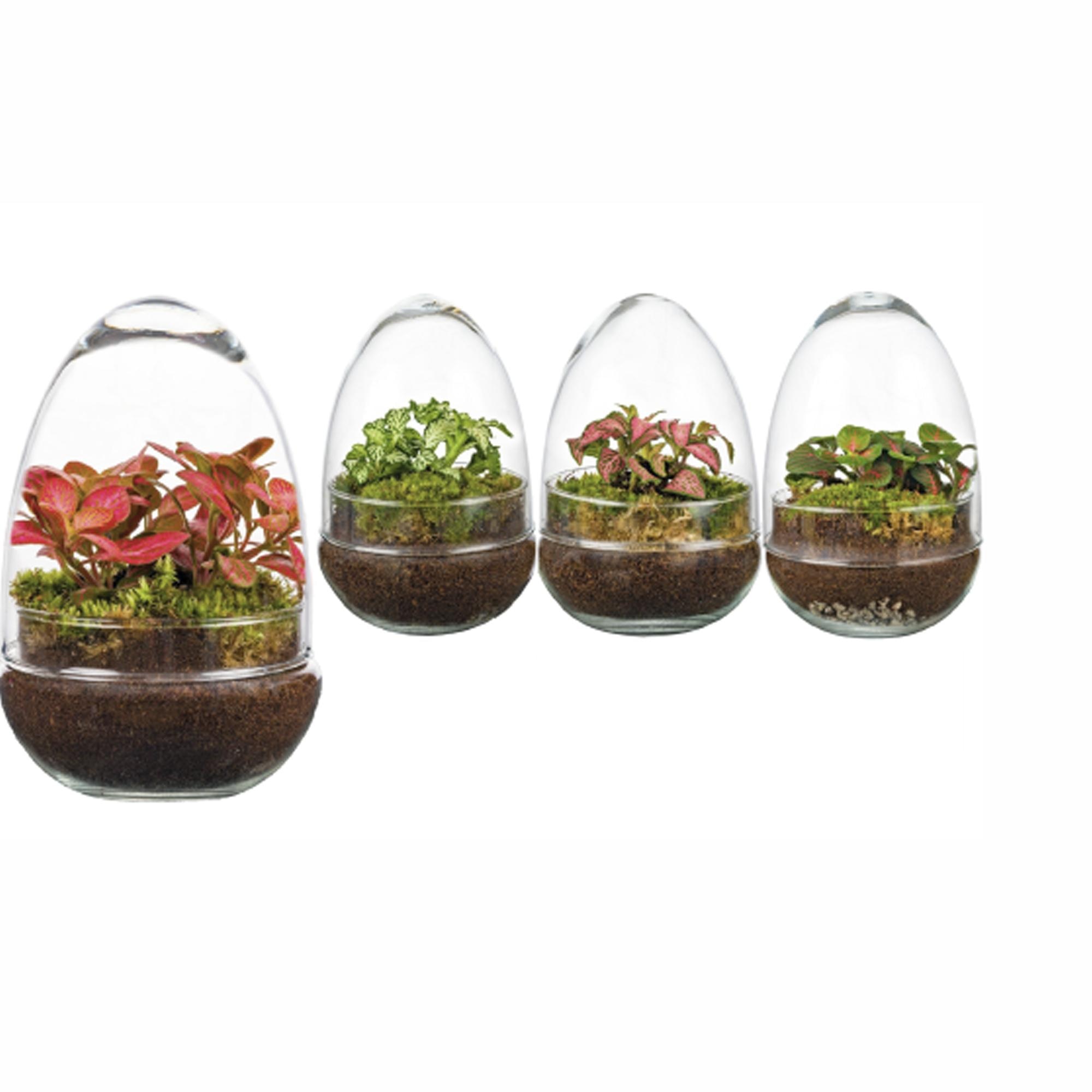 Imagem 0 de Terrário Oeud Small