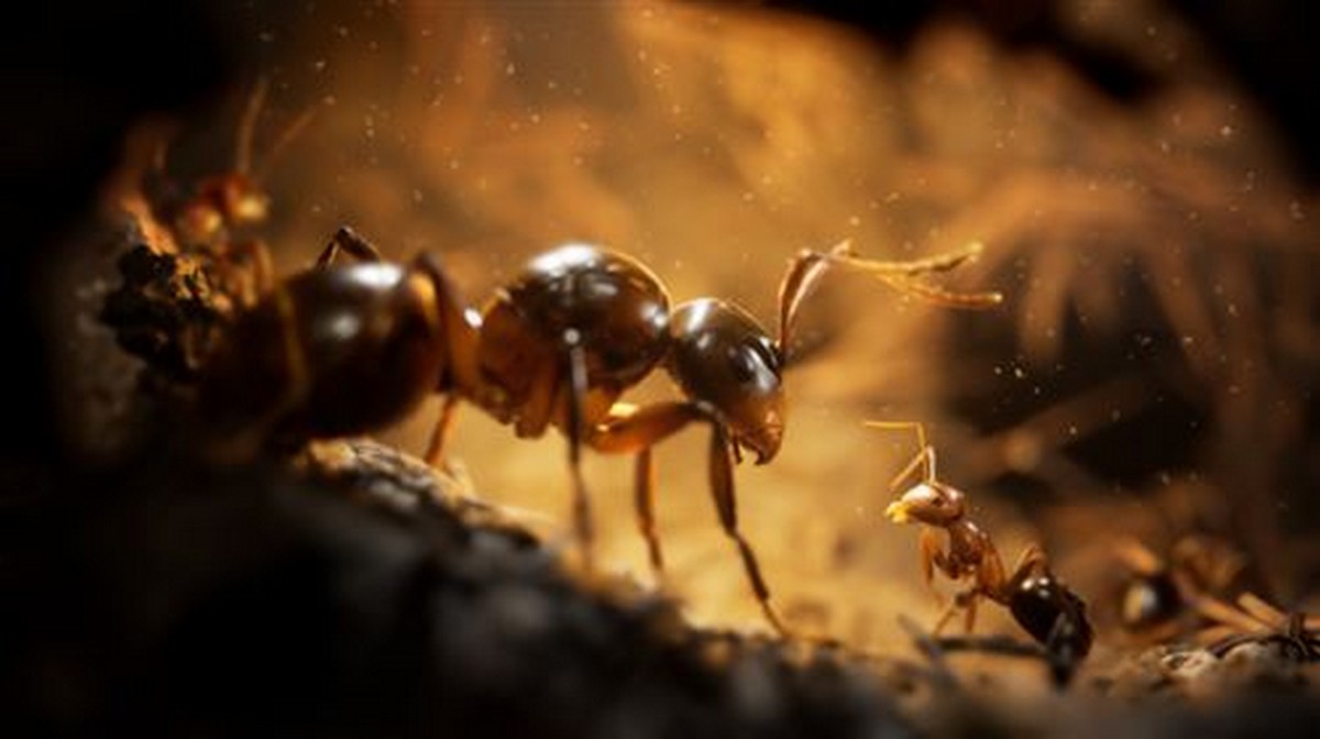 Empire Of The Ants: Limited Edition - PlayStation 5 2