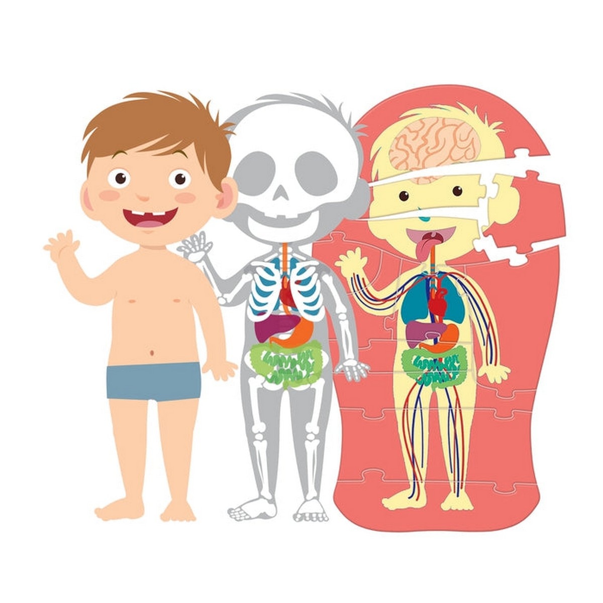 O Corpo Humano 4
