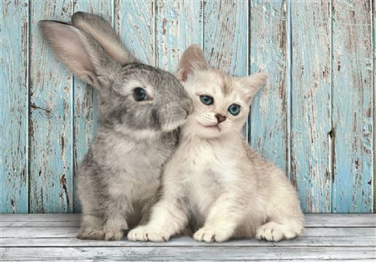 Puzzle High Quality Collection Compact: Cat & Bunny - 500 Peças 2