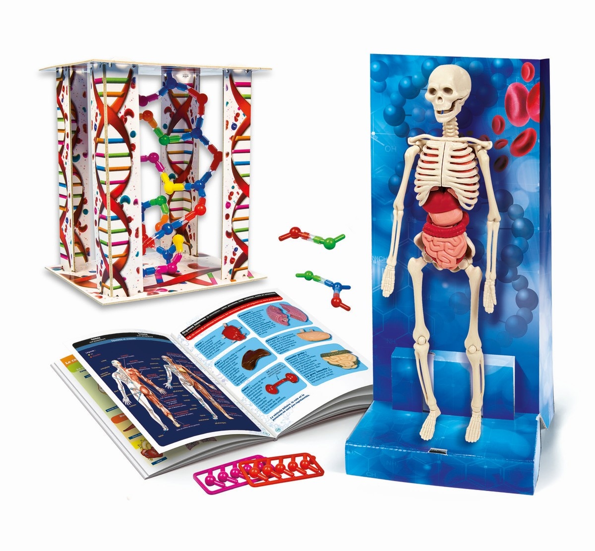 O Corpo Humano 2