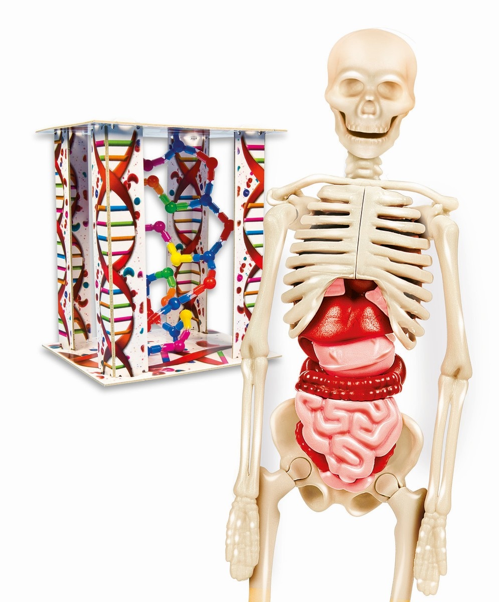 O Corpo Humano 4