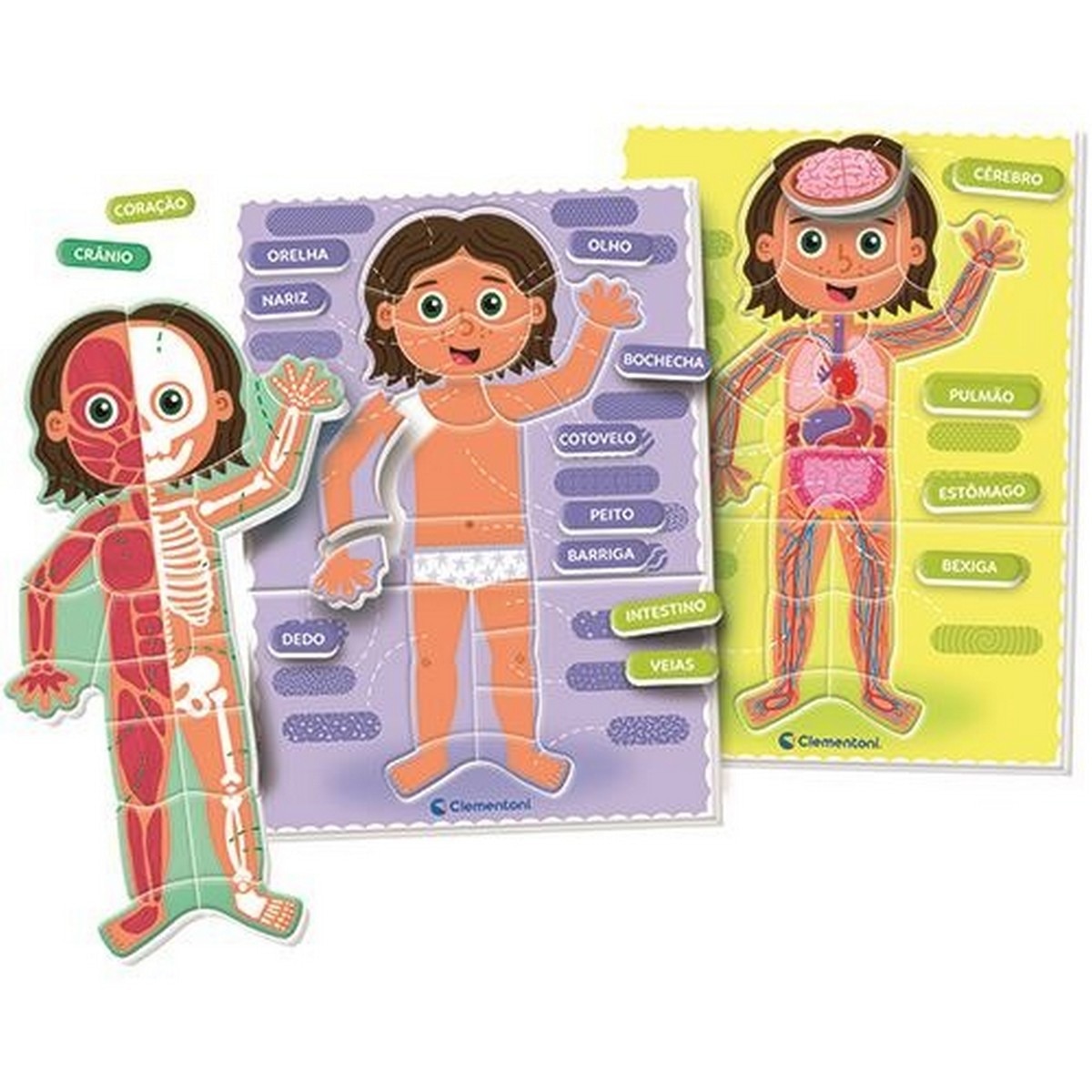 O Corpo Humano Montessori 2
