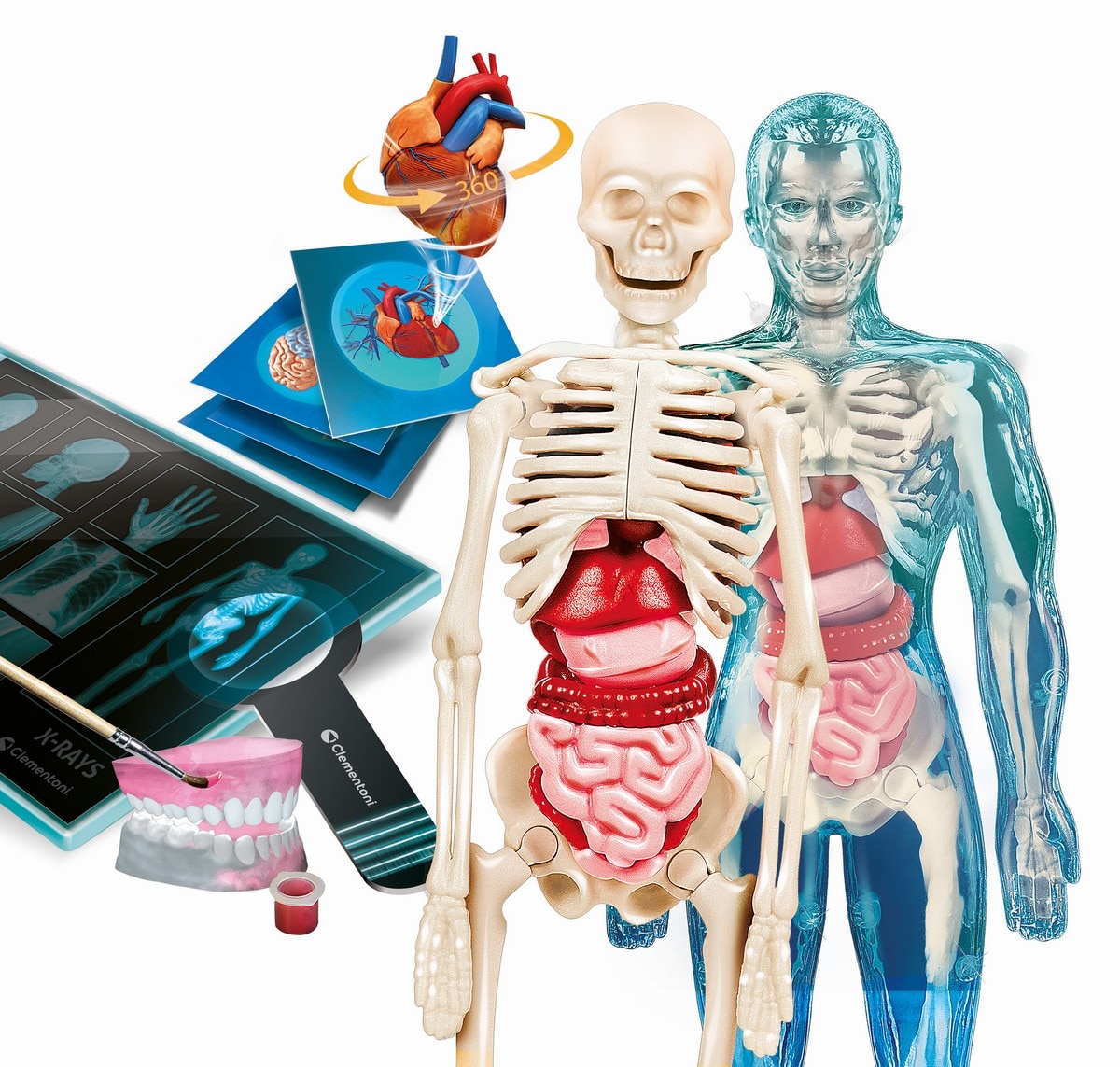 Super Anatomia 2