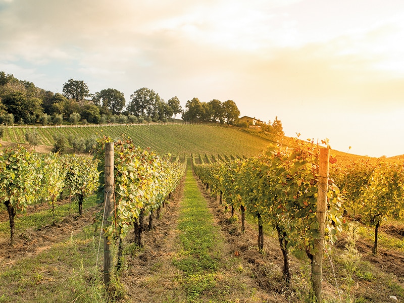 Pack Presente Odisseias - Visita e Prova de Vinhos | Experiência para 2 pessoas 6