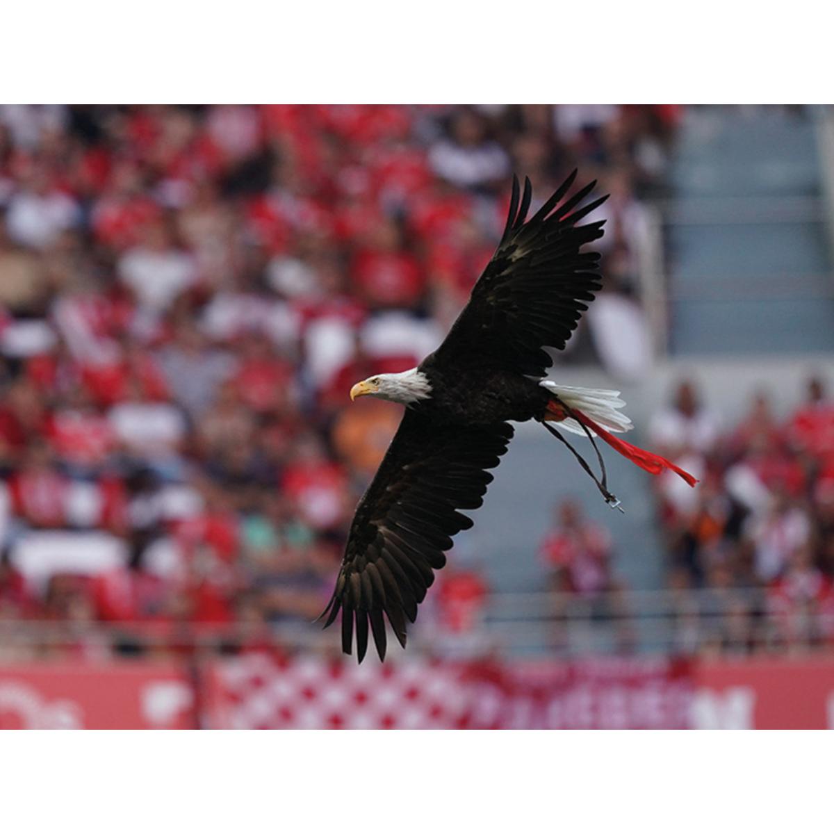 Pack Presente Odisseias - Sport Lisboa e Benfica | Tour ao Estádio & Museu + Cachecóis 6