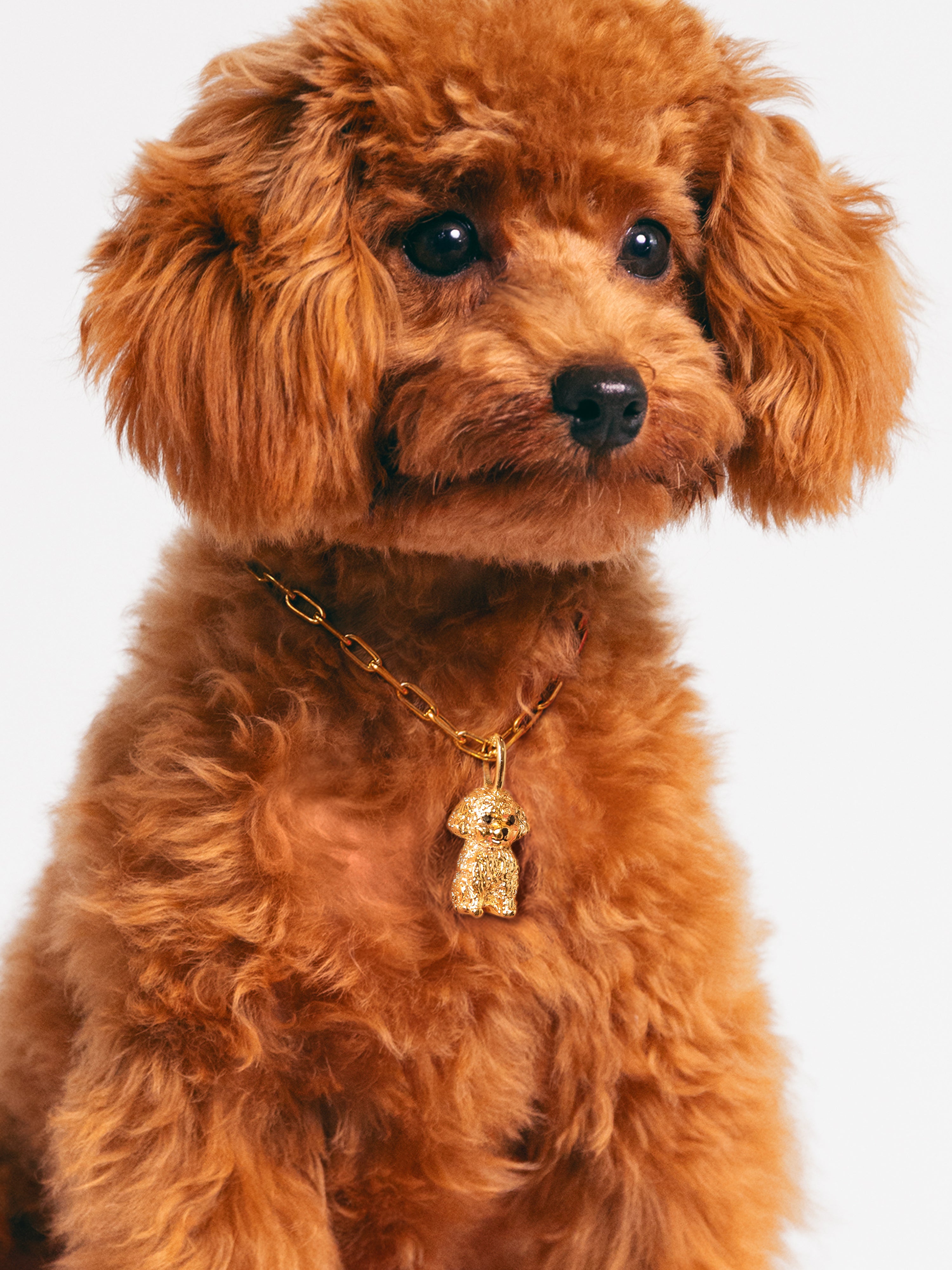 Charm Caniche Toy de Liga de Metais Banhado em Ouro Dourado-6