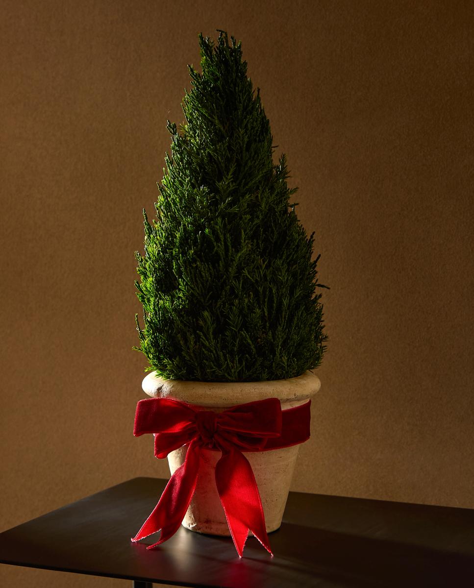 Imagen 0 de Árbol de mesa preservado Ciprés Navidad El Corte Inglés