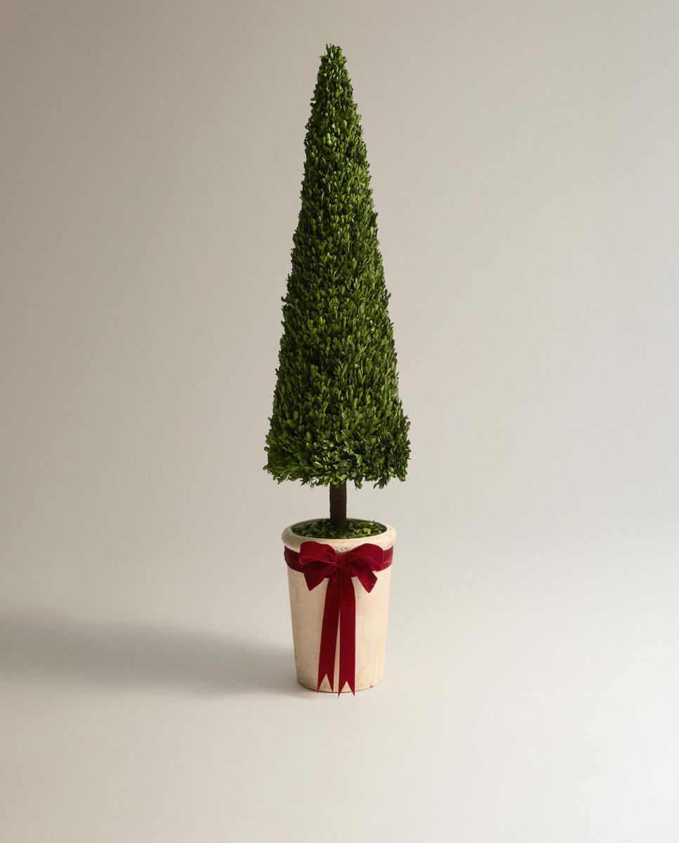 Imagen 0 de Planta de Boj preservado cono Navidad