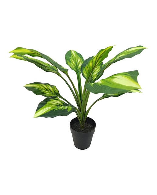 Imagen 0 de Planta artificial aglaonema
