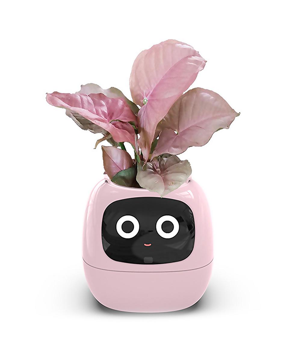 Imagen 0 de Maceta inteligente Ivy con sensores internos y externos, pantalla interactiva con expresiones faciales, batería de 2000mAh y monitoreo completo de la