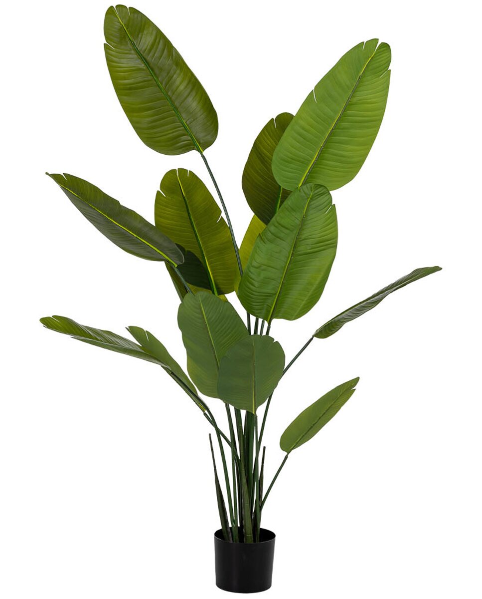 Imagen 0 de Sterlitzia decorativa