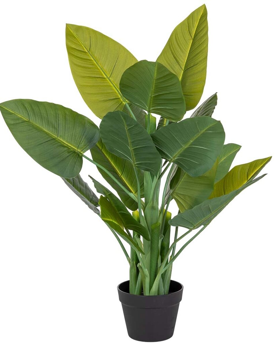 Imagen 0 de Suculenta decorativa