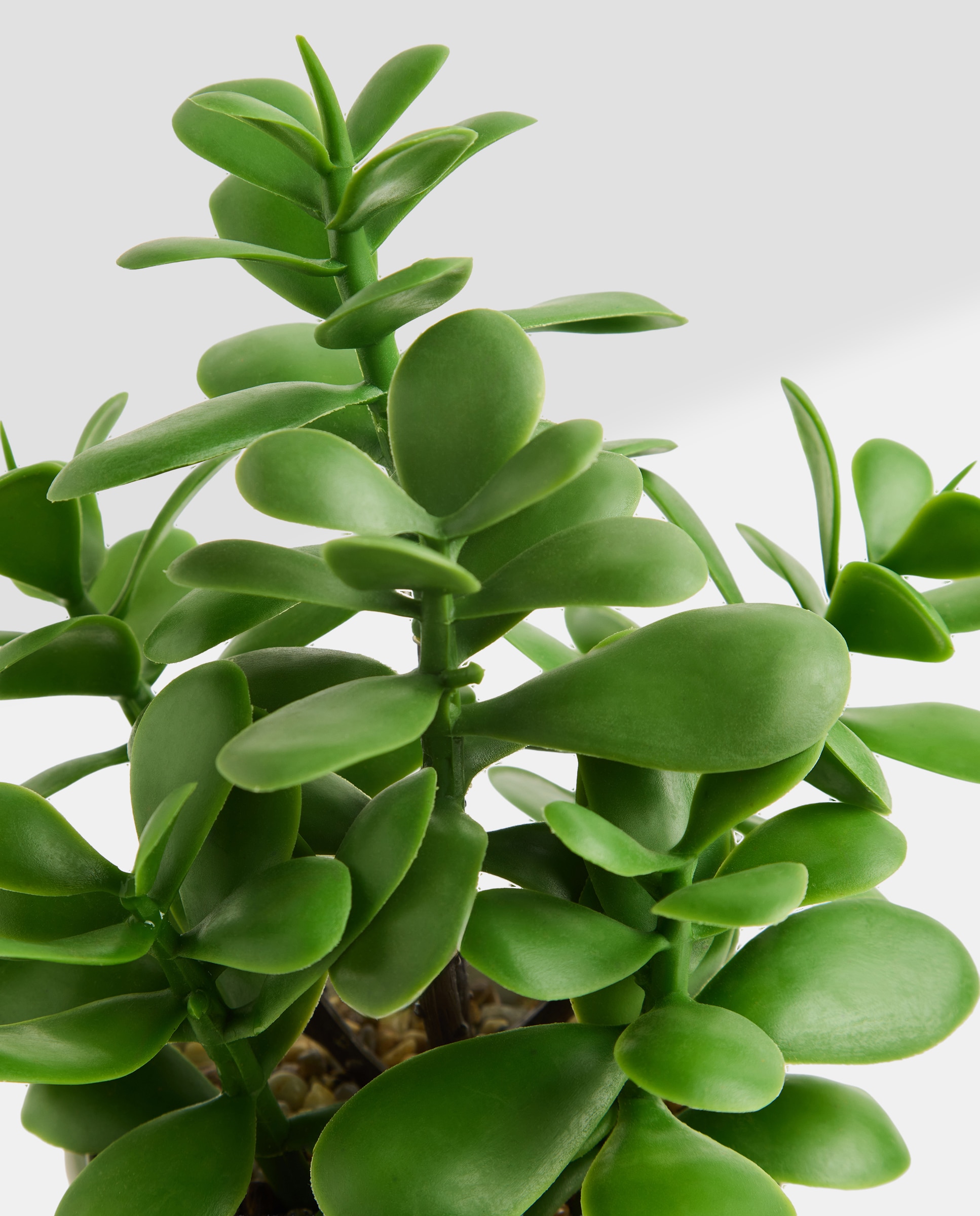Planta artificial con maceta de cerámica relieve blanco Blanco-3