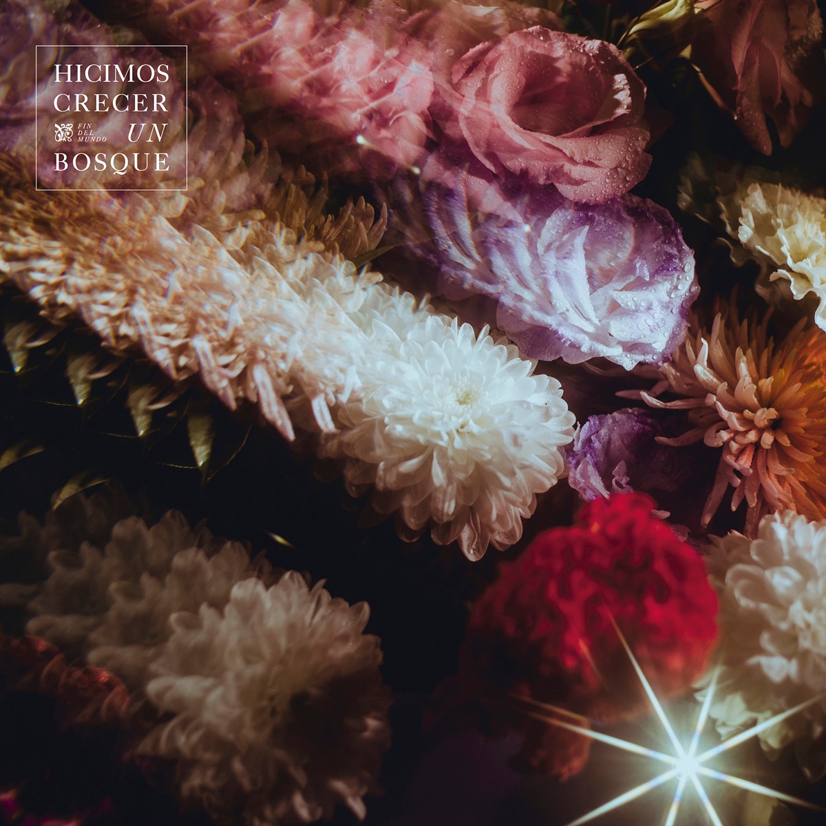 Hicimos Crecer Un Bosque (CD)