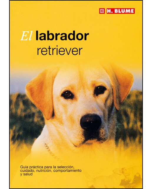 El labrador retriever 1