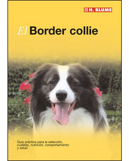 El border collie 1