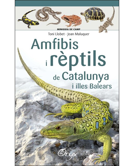 Imagen 0 de Amfibis i rèptils de Catalunya i illes Balears  (Tapa blanda)