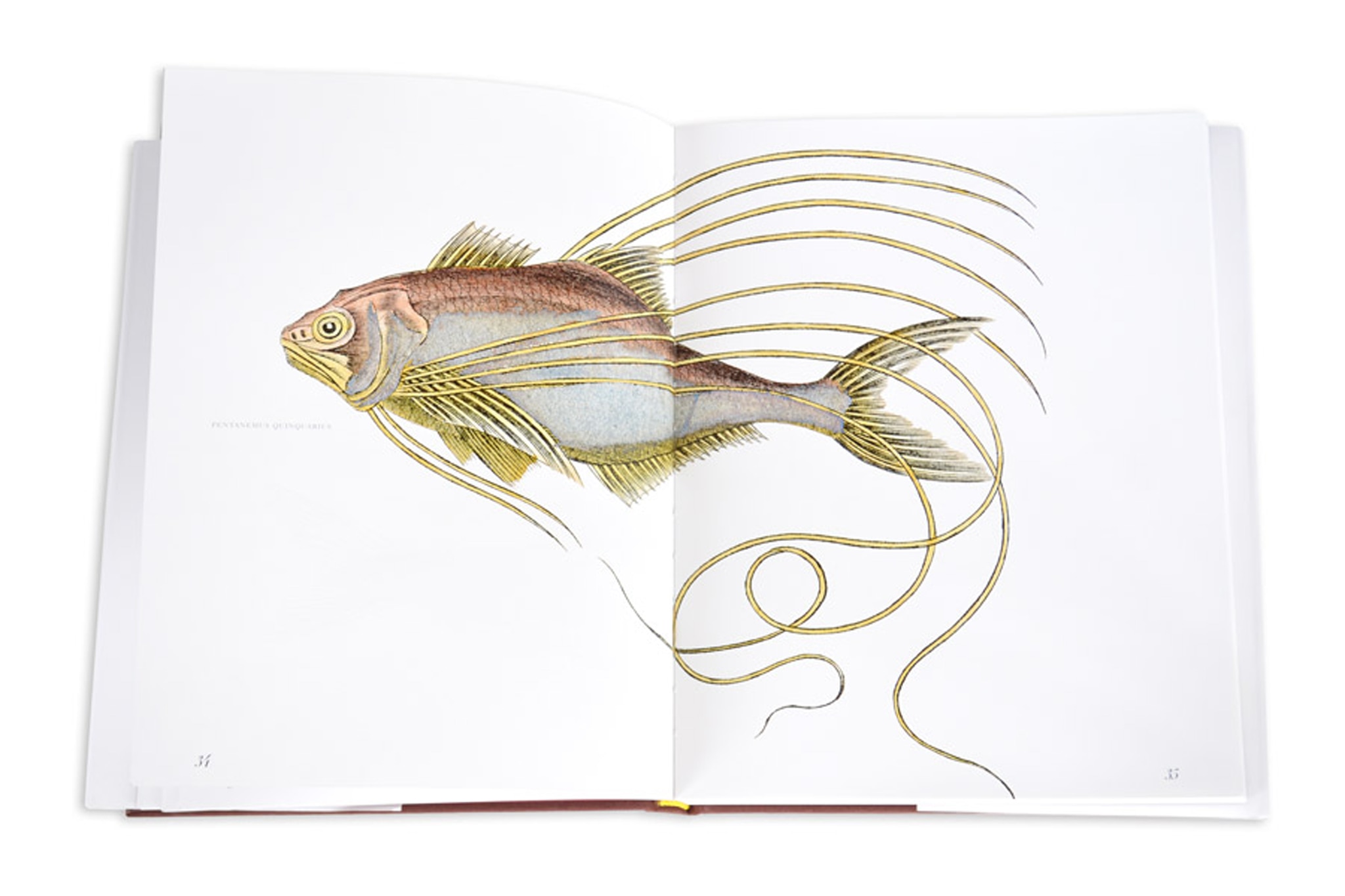 Lost fish 7