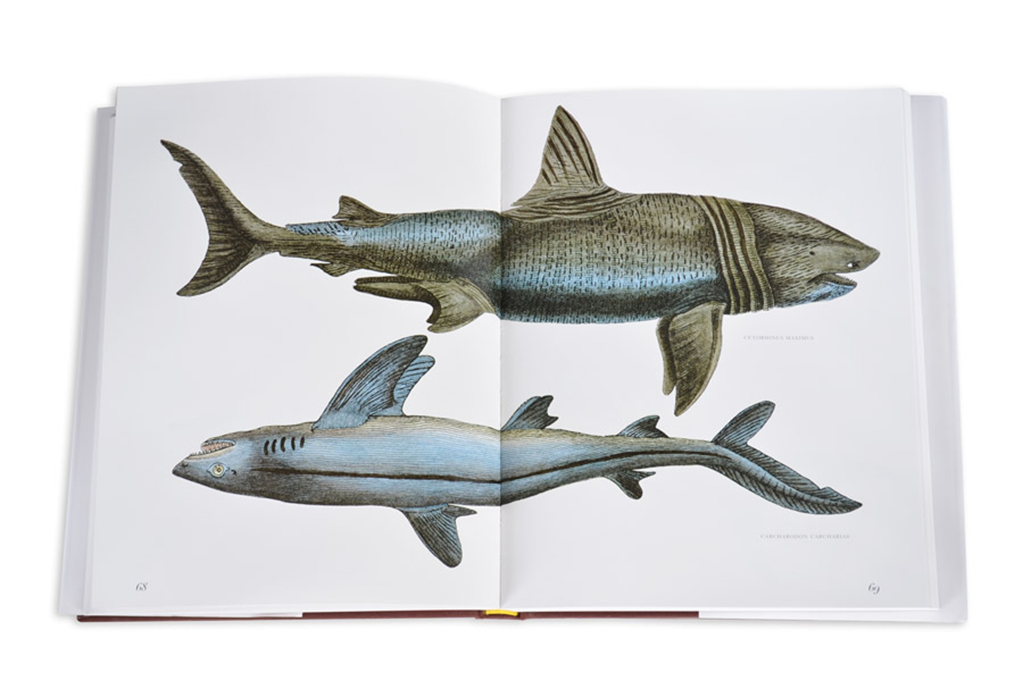 Lost fish 9