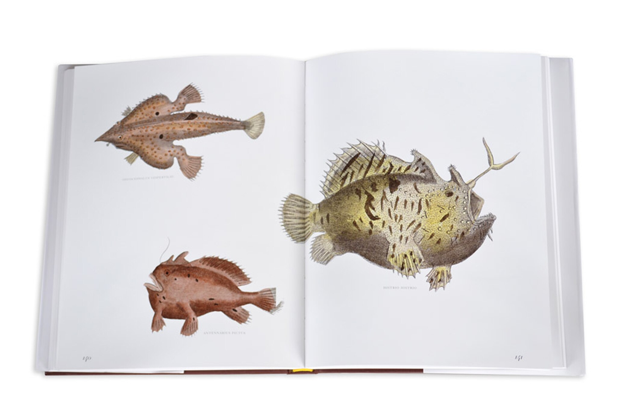 Lost fish 10