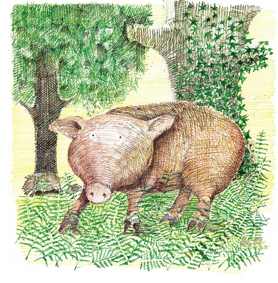 La excursión del señor Gumpy (Capa dura) 5