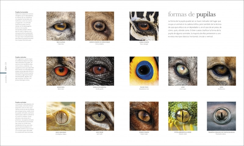 Fauna (nueva edición): El mundo secreto de los animales (Tapa dura) 4