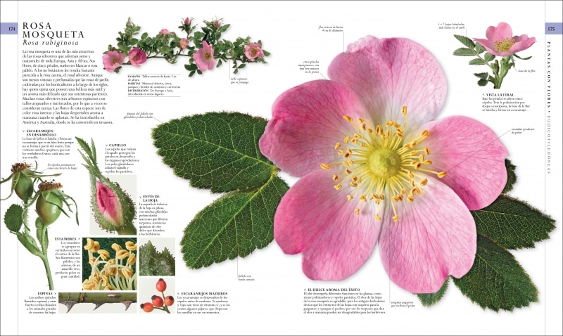 El libro de la naturaleza Nueva edición: Enciclopedia del mundo natural en imágenes  (Tapa dura) 2