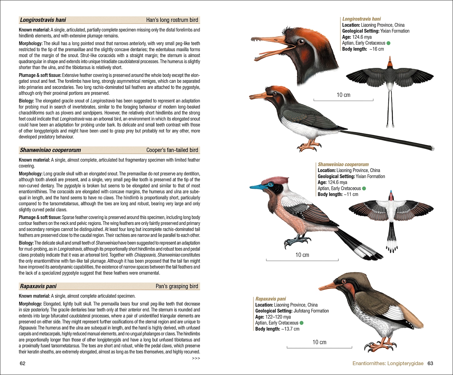 Birds of the Mesozoic: An Illustrated Field Guide (Capa mole) 2
