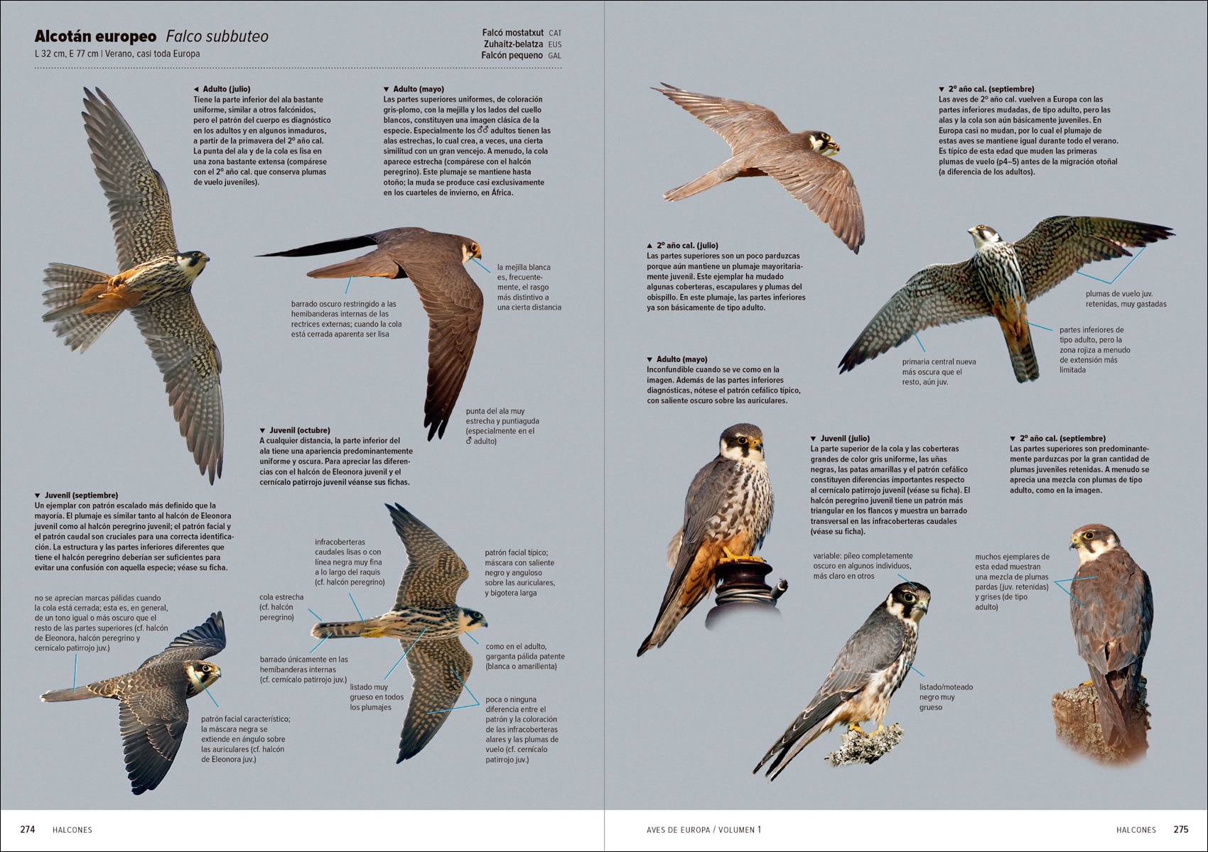 Aves de Europa: Identificación de todas las especies y plumajes (Capa dura) 2