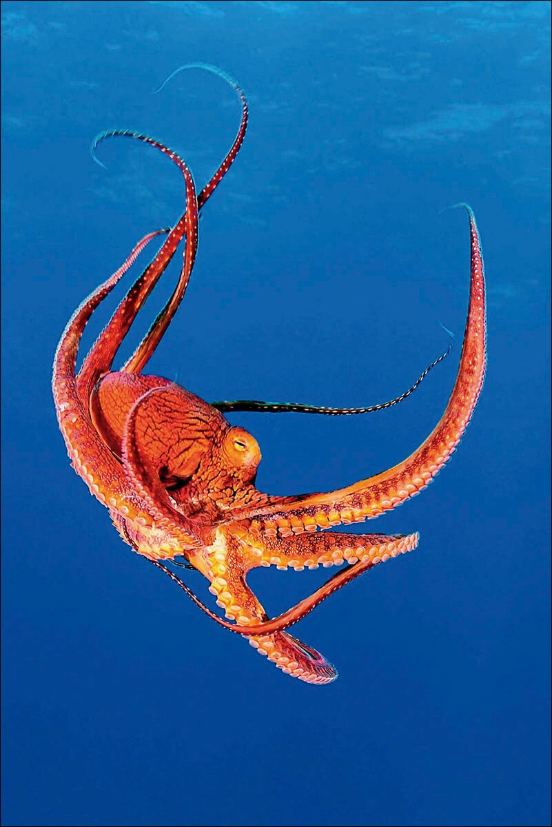 Los secretos del pulpo (Capa dura) 2