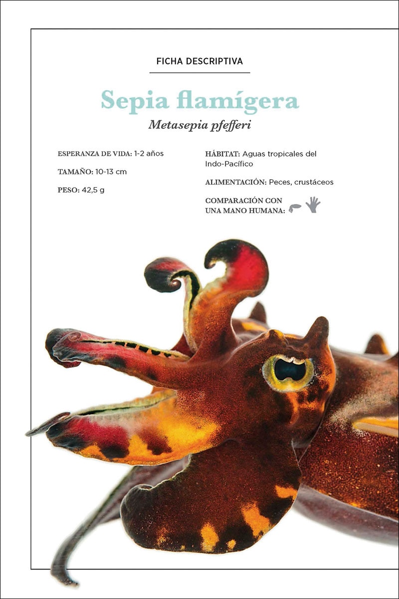 Los secretos del pulpo (Capa dura) 4