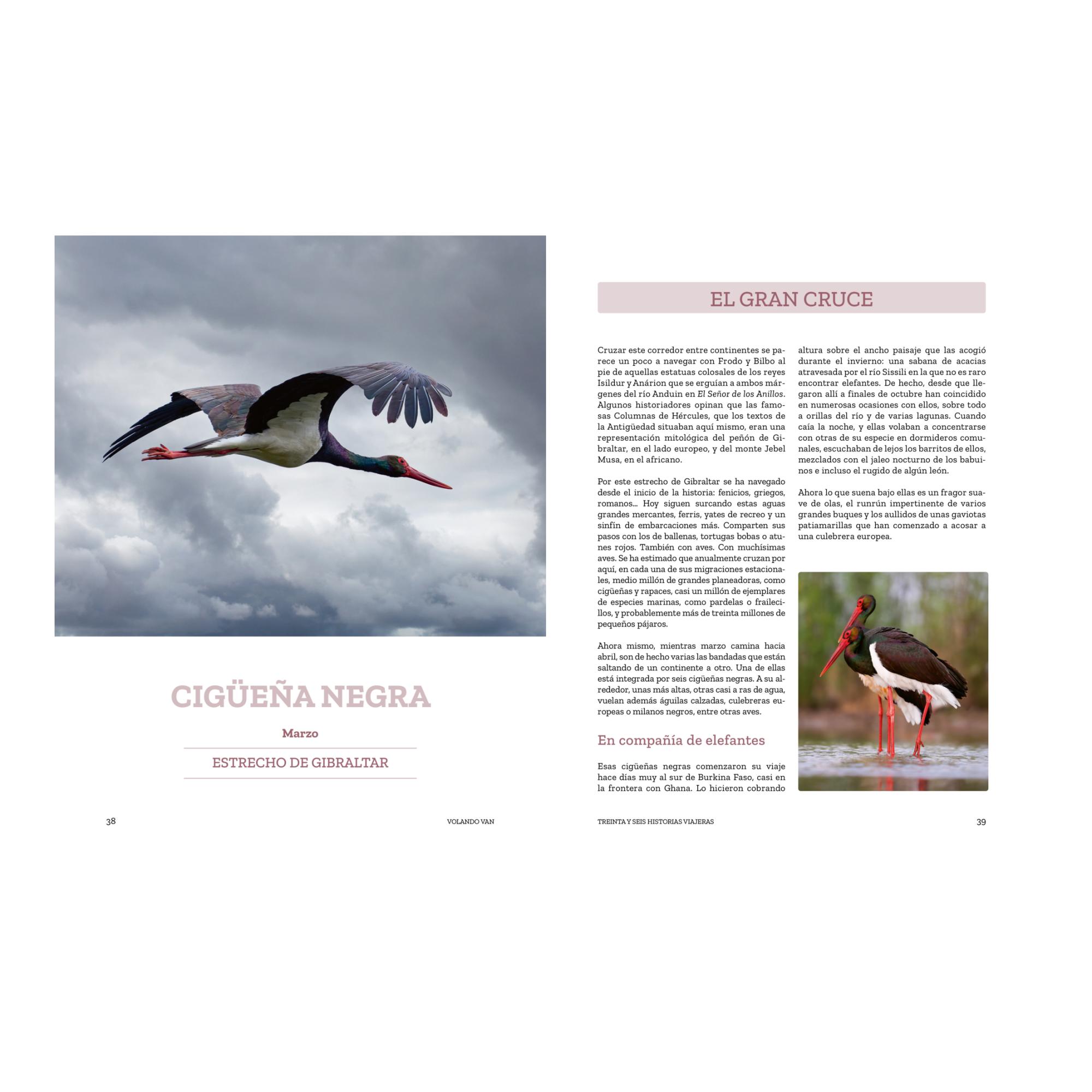 Volando van: Relatos de aves viajeras (Capa mole com abas) 11