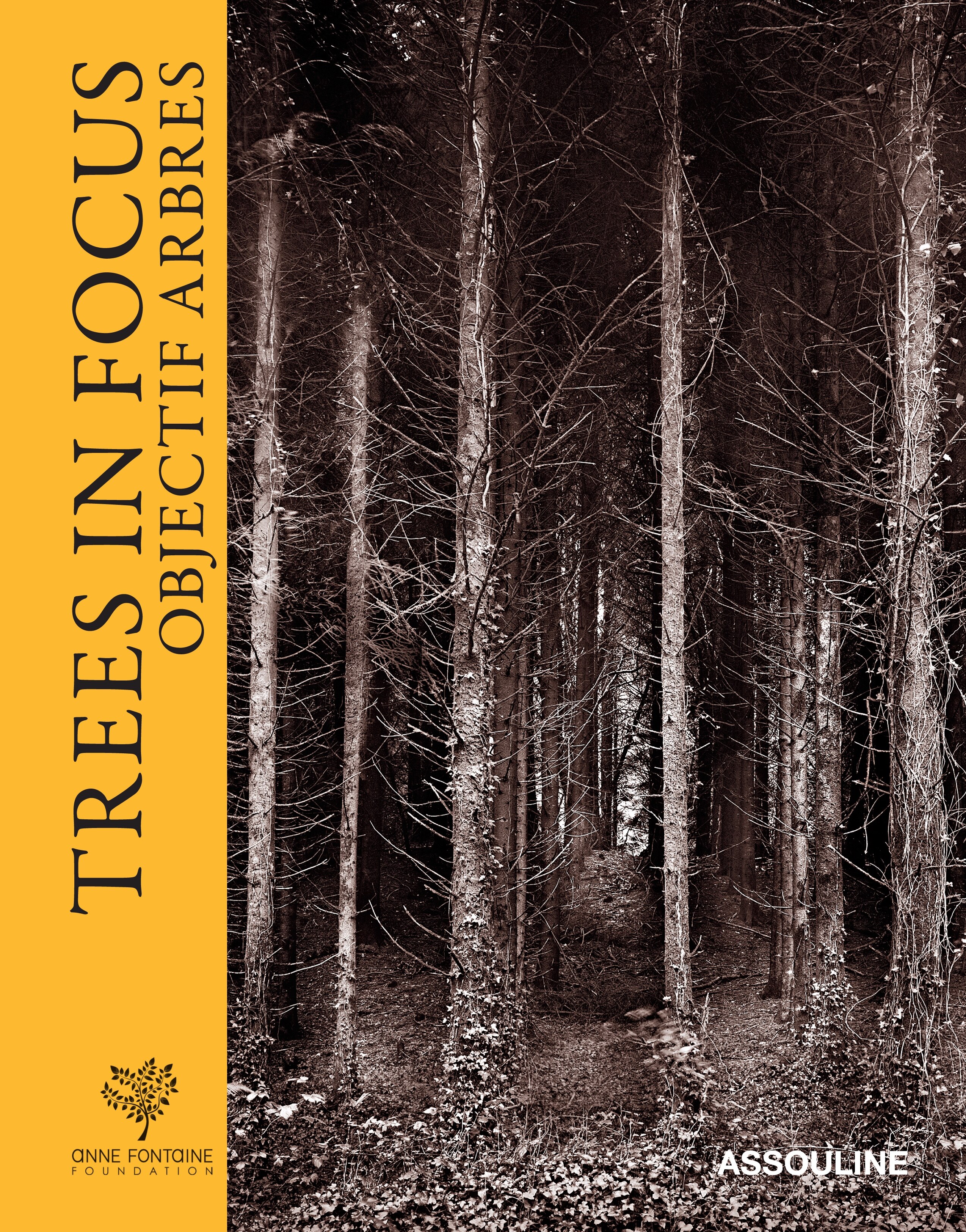 Trees in focus 2