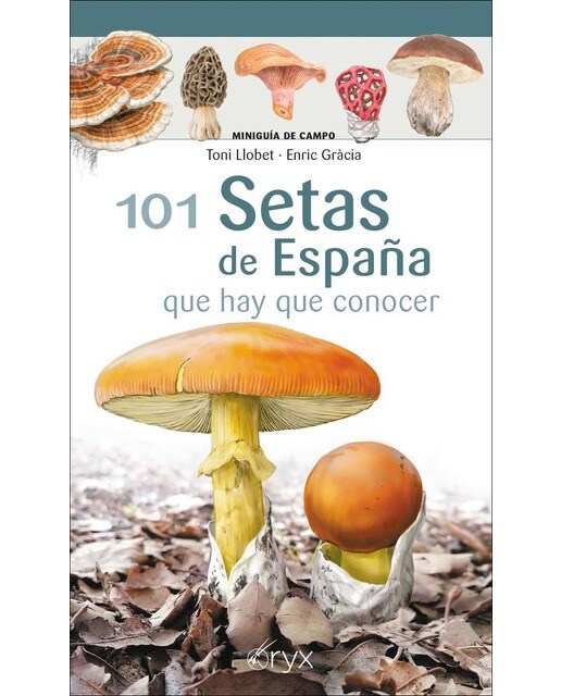 Imagen 0 de 101 Setas de España: que hay que conocer
