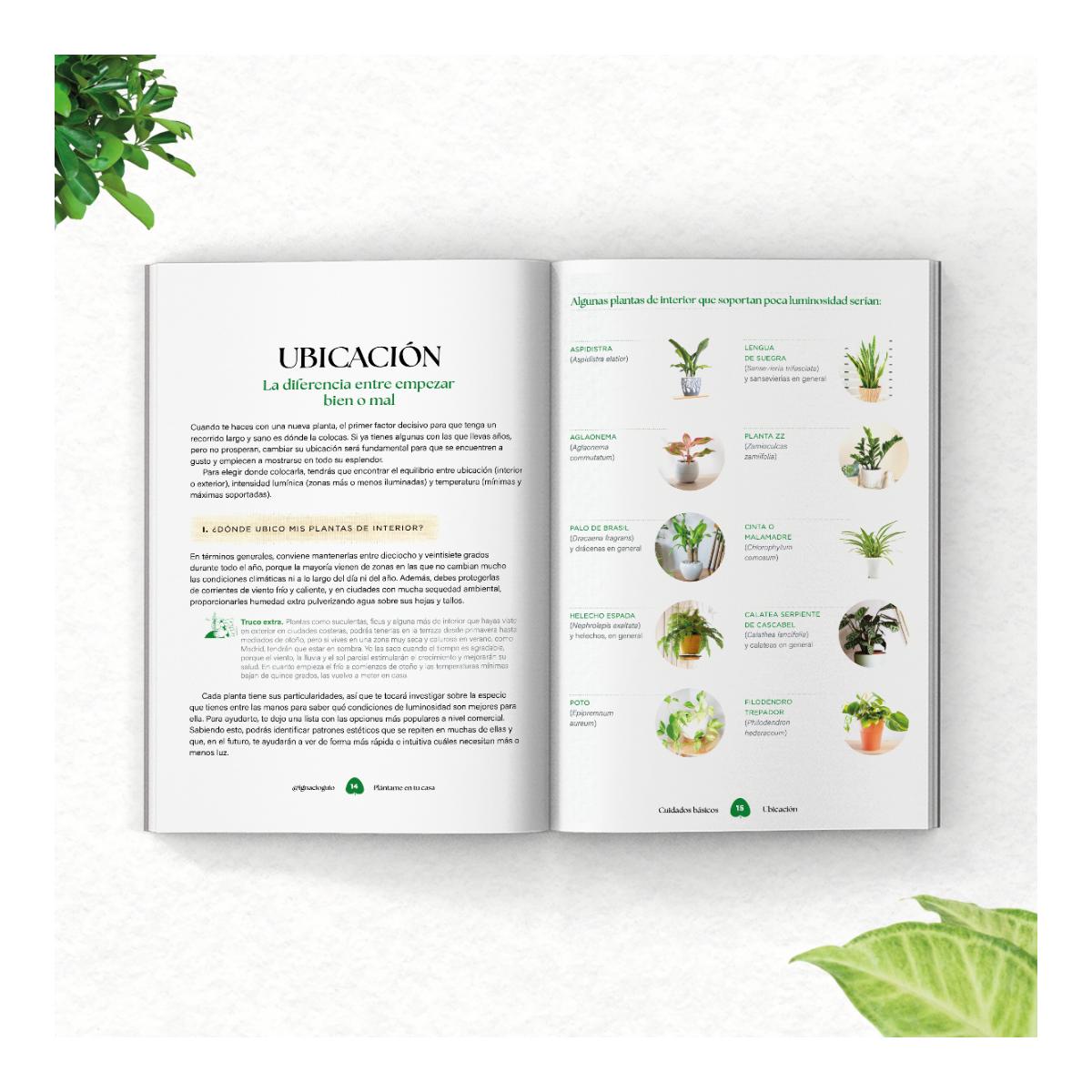 Plántame en tu casa: Aprende a mejorar tus espacios verdes (Capa mole com abas) 3