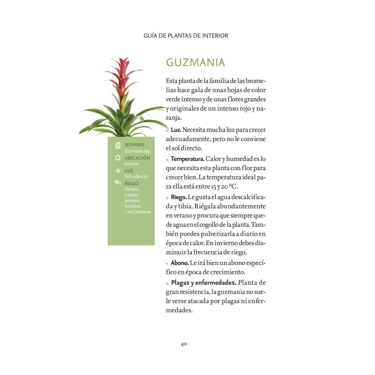 Guia de plantas para tu hogar 2