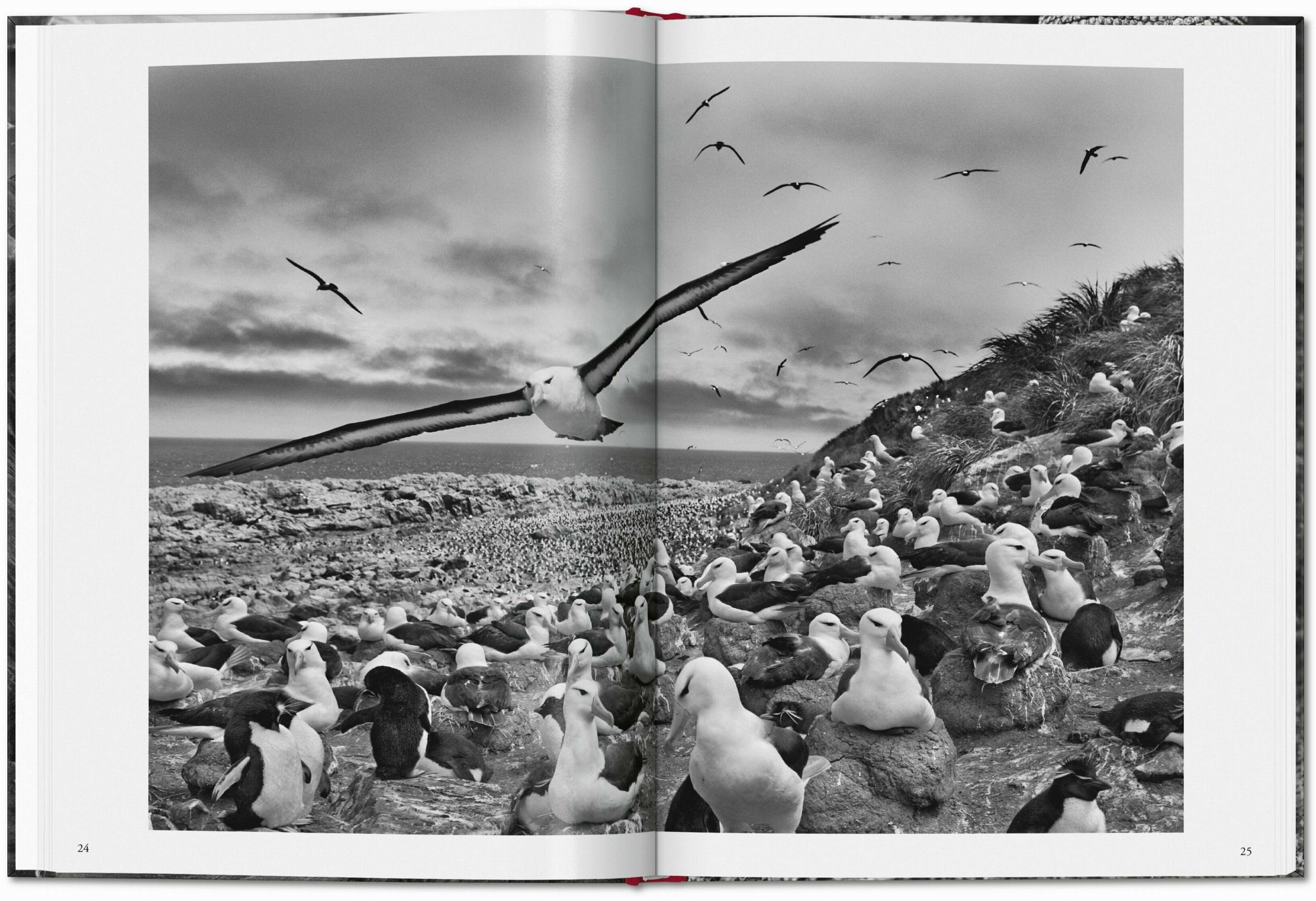 Sebastião Salgado. Génesis (Capa dura) 4