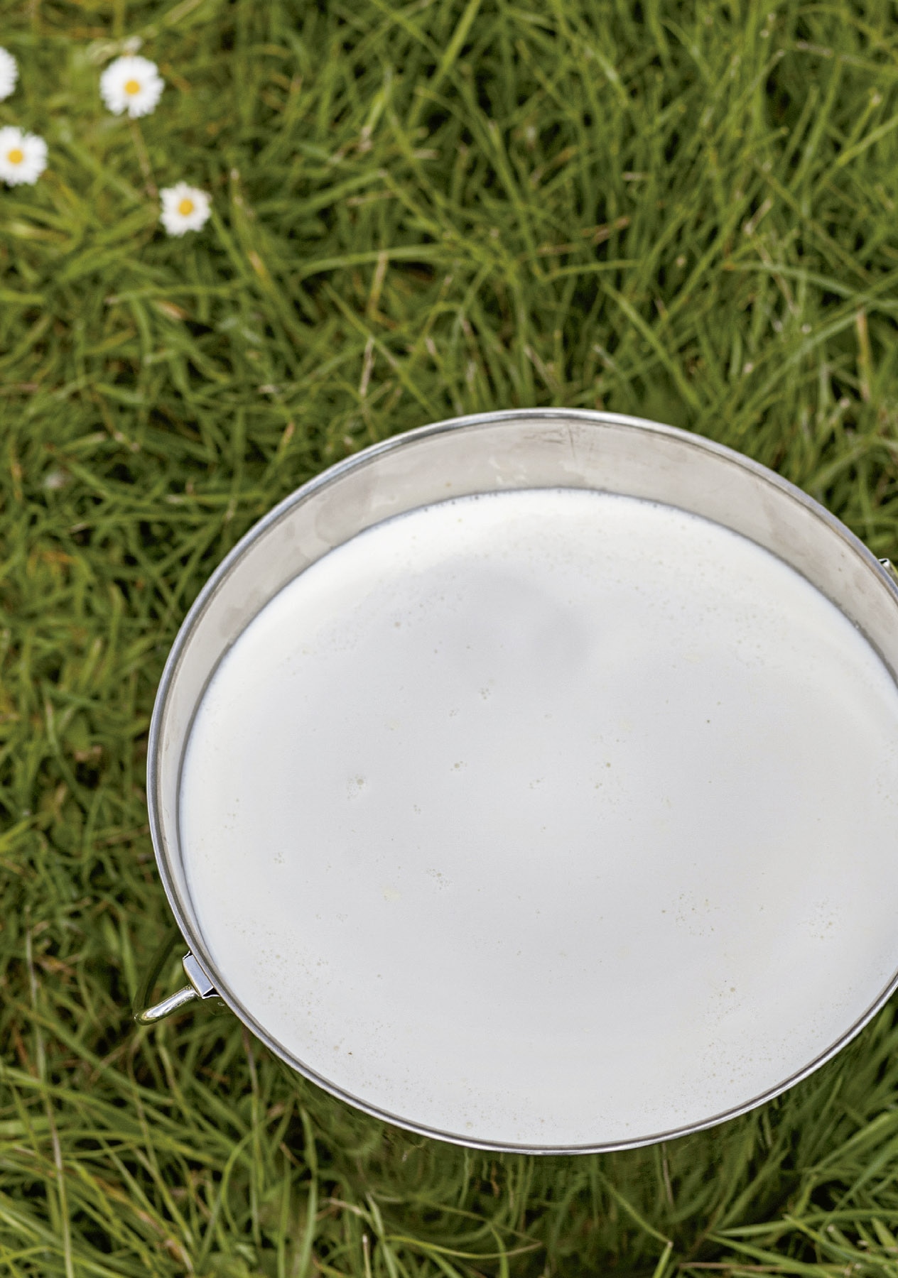 El arte de hacer queso (Capa mole com abas) 5