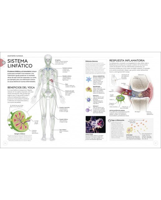 Anatomía del yoga: Un estudio fisiológico postura a postura(Tapa dura) 4