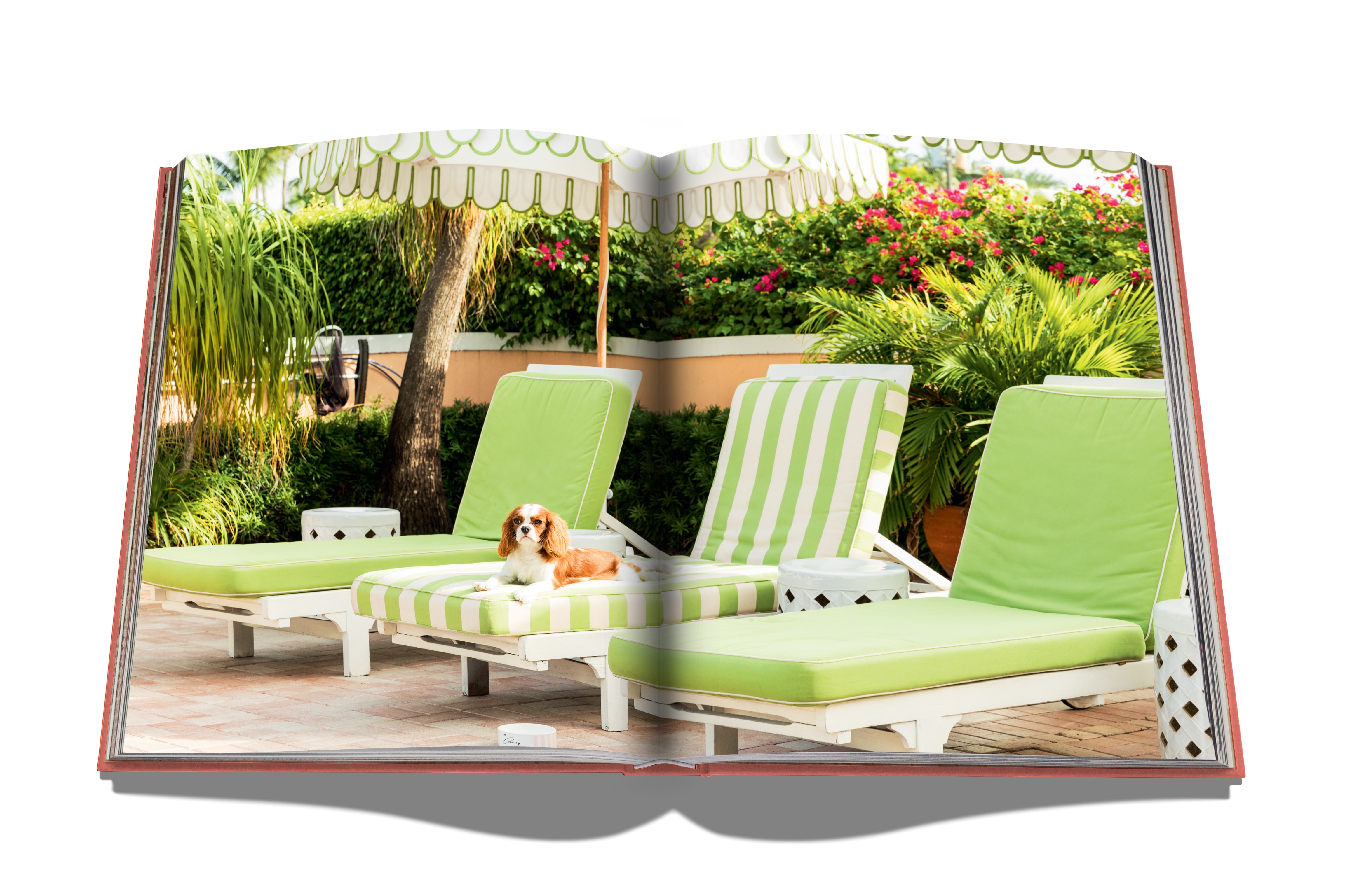 Palm beach 8